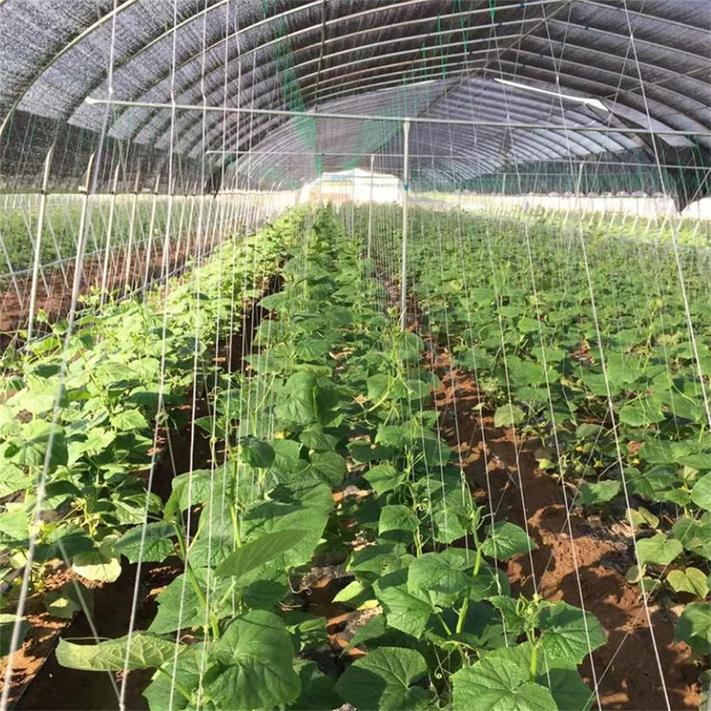 20cm Hole Size Plant Support Net 6*100M Cucumber Staking Net Bitter Gourd  Net