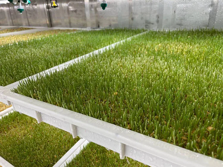 barley grass-1.jpg