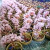 Rose quartz