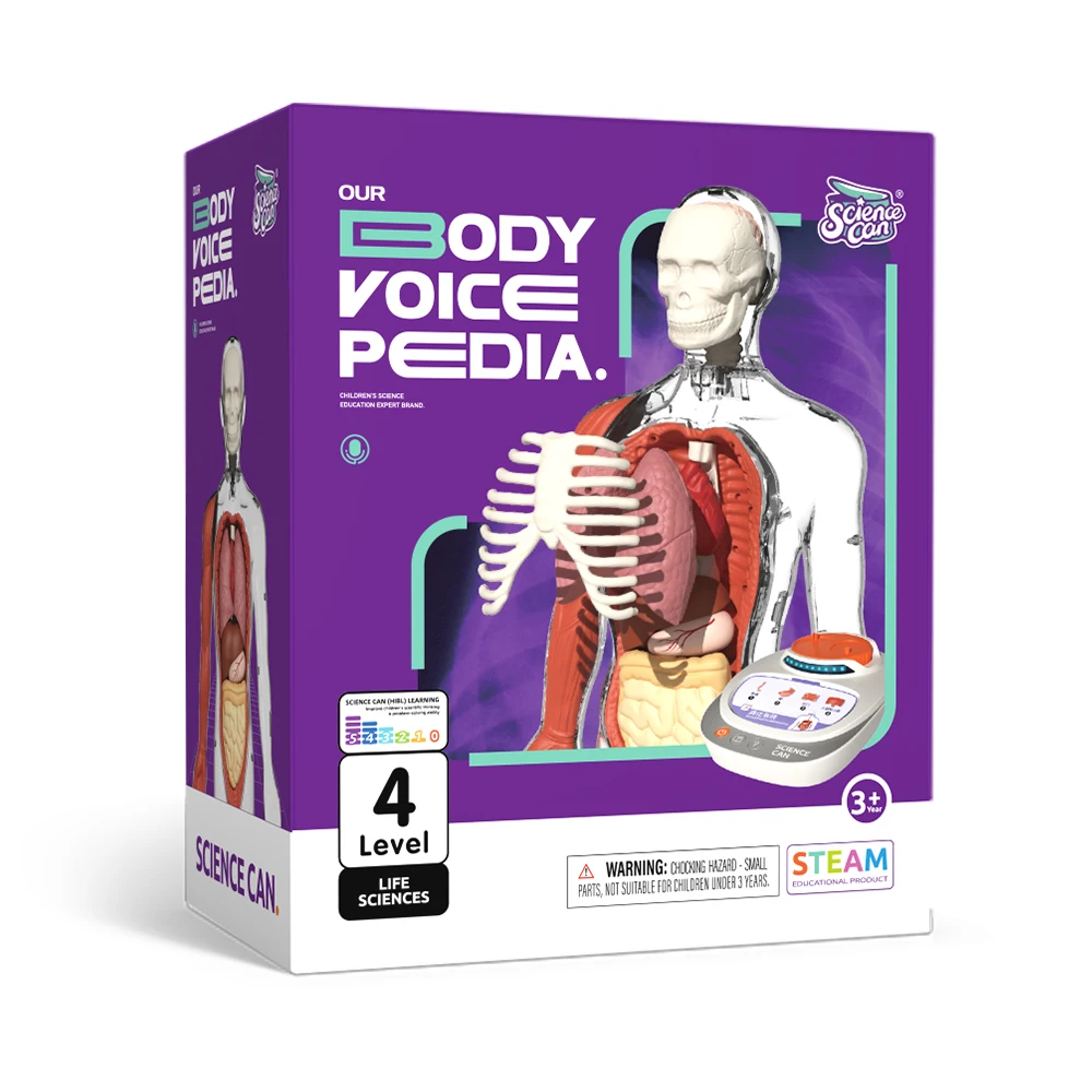 Body Model Anatomy Anatomical Medical Internal Organs For Teaching