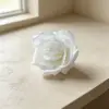 Rosa Perla Blanca