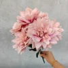 Rosa pesca