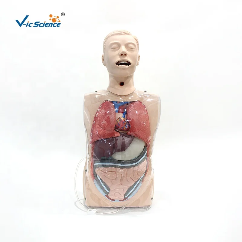 NATIONAL GEOGRAPHIC Edu-Science 03093 Quarter-Scale Anatomical