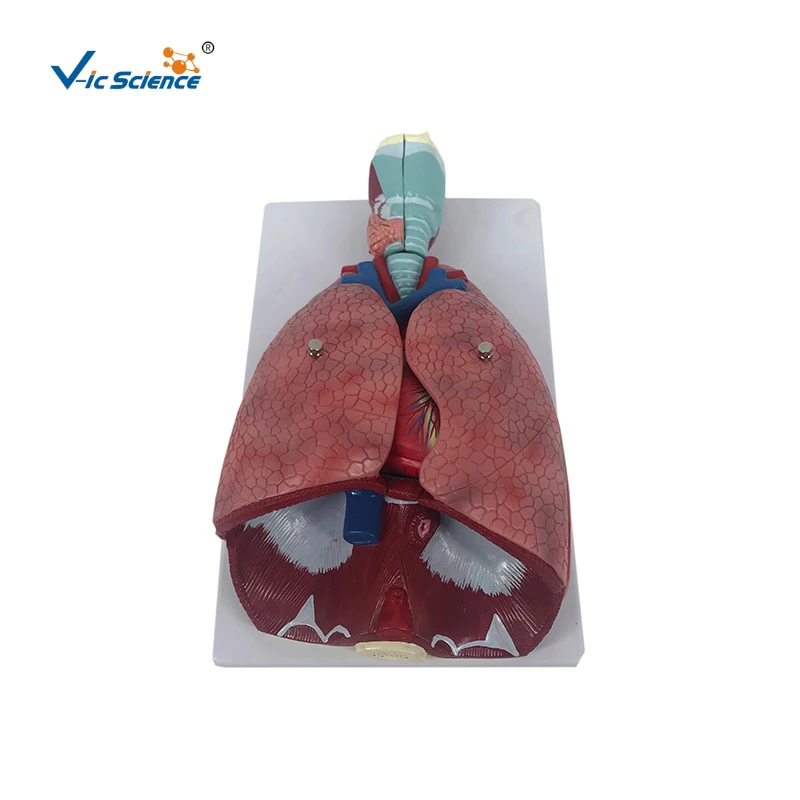 human respiratory system model Lung Anatomy Model With Larynx (7 Parts ...