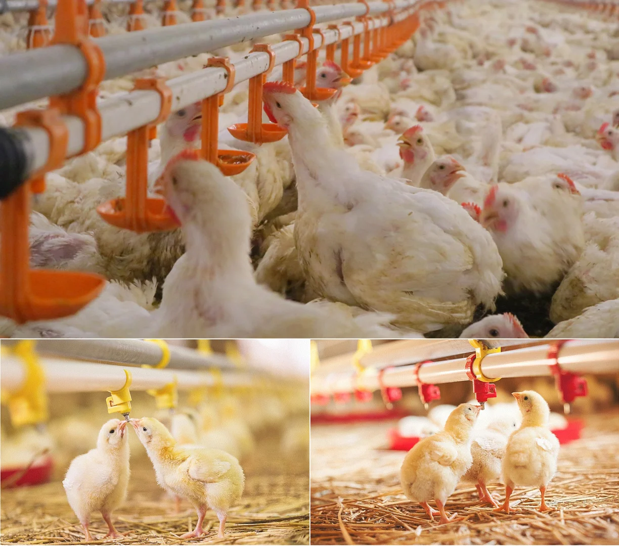 Outstanding Quality Full Set of Automatic Broiler Poultry Farming House Design Chicken Shed Equipment