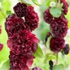 Singolo, rosso porpora