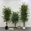Small ficus tree120cm