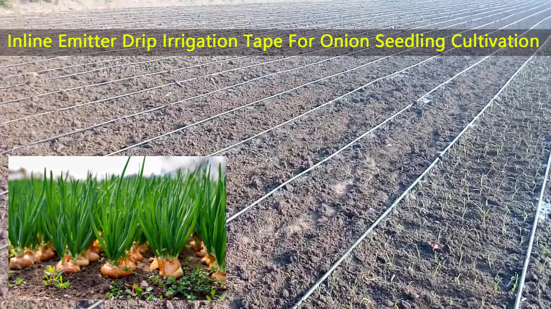16mm Flat Water Saving Inline Emitter Drip Irrigation Tape Onion