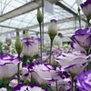 1# Lianthus grandiflorum dal bordo blu