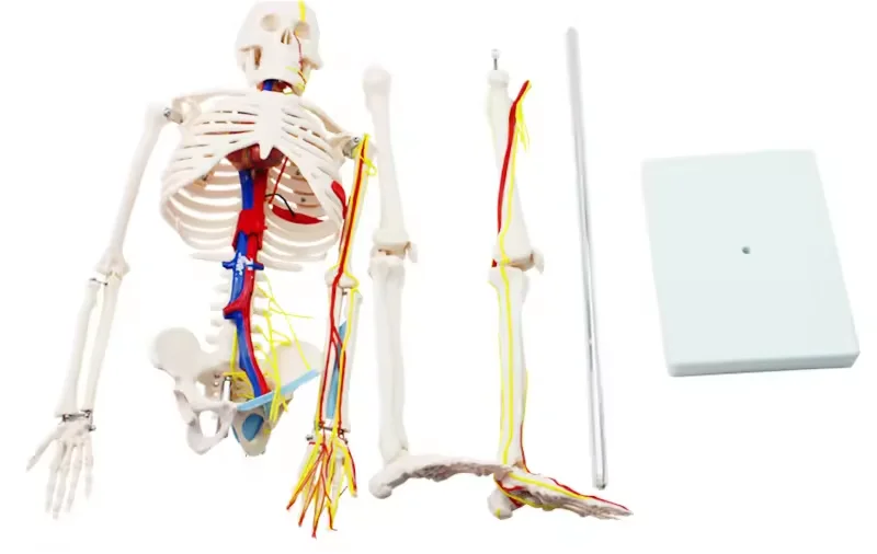85cm Tall PVC Human Skeleton Model Medical Anatomy Skeleton Plastic Skeleton Model Human Sketeon Model