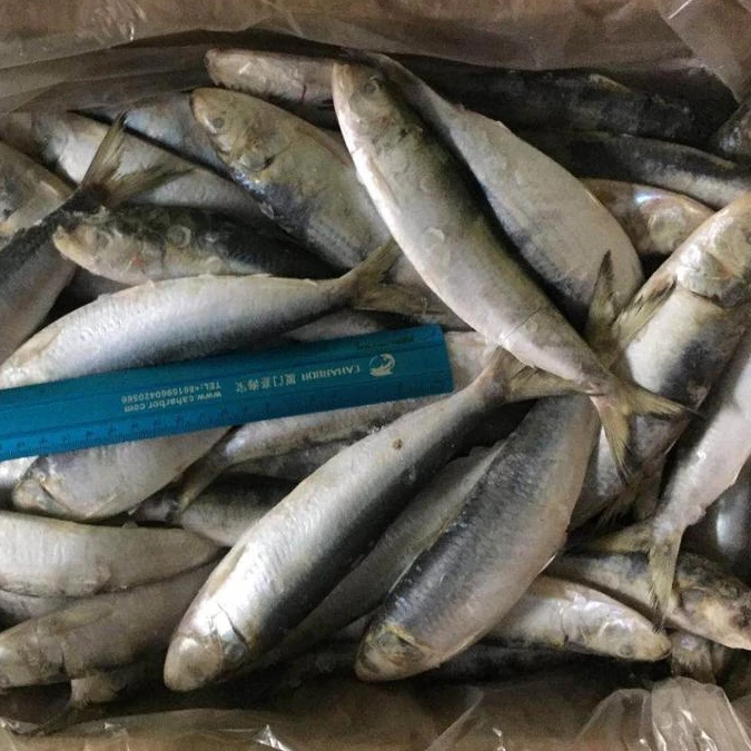 イワシ缶詰用冷凍イワシタイ向け売れ筋 Buy 価格冷凍魚 価格冷凍イワシ 冷凍新鮮なイワシに販売 Product On Alibaba Com