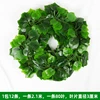 81 leaves of grapevines, 12 strips