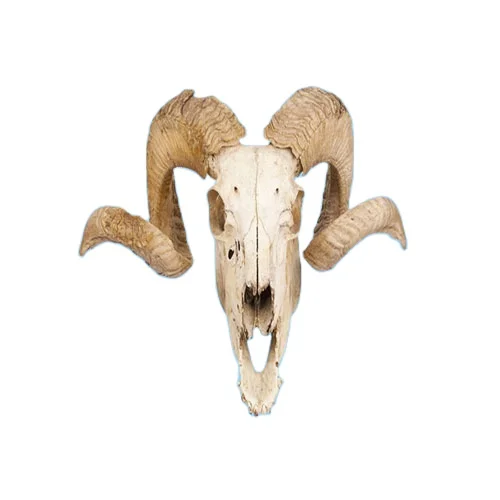 Curly Horned Ram Skull Wall Decal Hanging Wall Decoration - Buy Animal Head  Wall Decoration,Horned Ram,Hanging Skull Product on 