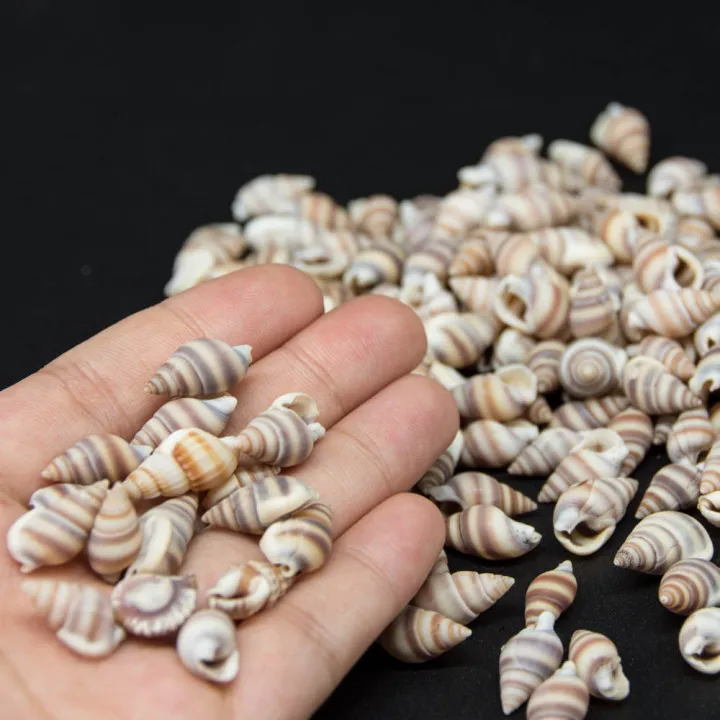 Natural Shell 1-3cm Plastic Box Packing Conch Shells Mini Corn Screw Wall Decoration DIY Aquarium Landscape Seashells Starfish