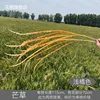 Miscanthus, naranja claro