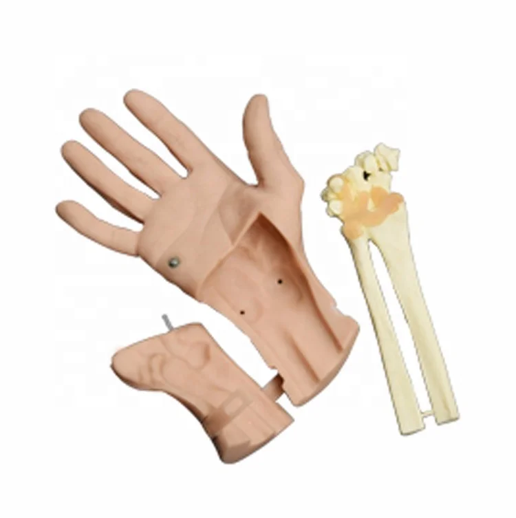 Discerptible Wrist Arthroscopy Training Simulator Vivid Hand Joint