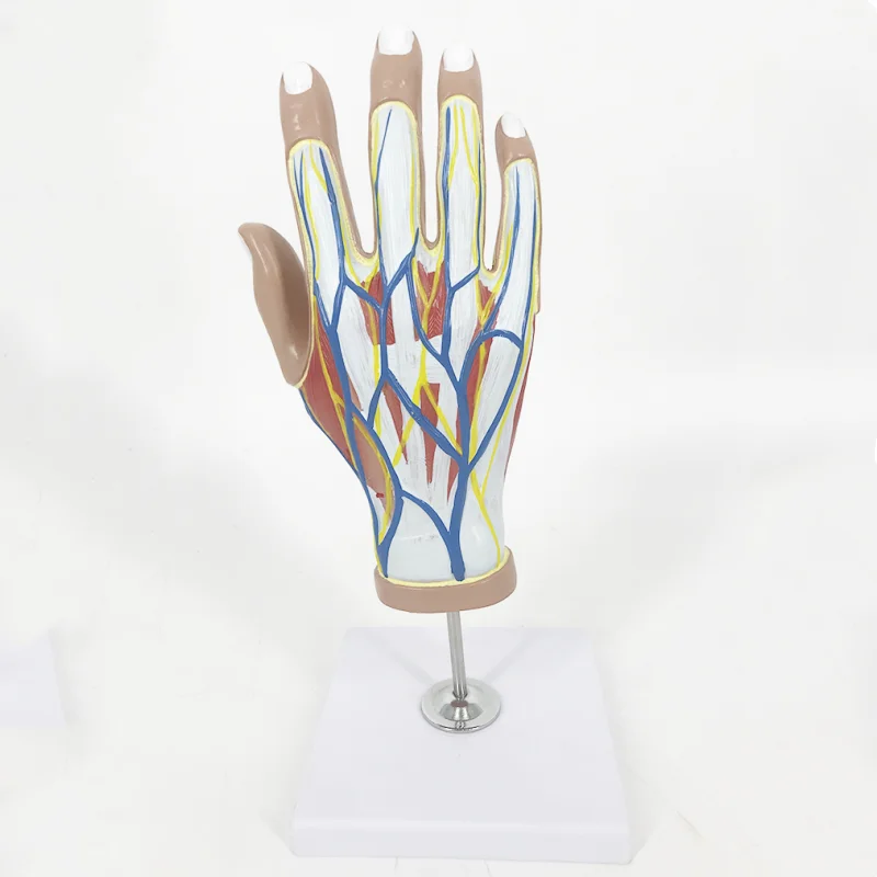 H015a Life Size Human Anatomy Hand Model With Muscles Tendons Vessels Nervous 4 Parts Buy
