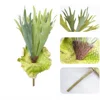 Piccola felce staghorn a 9 foglie