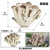colorido M-2129 Pleurotus eryngii