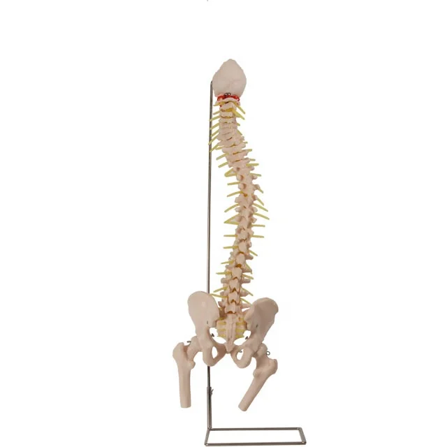 GD/A11105 General Doctor Human Anatomical Vertebral Column with Pelvis and Femoral Head