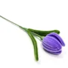 Purple Tulip