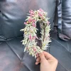 Grigio scuro
