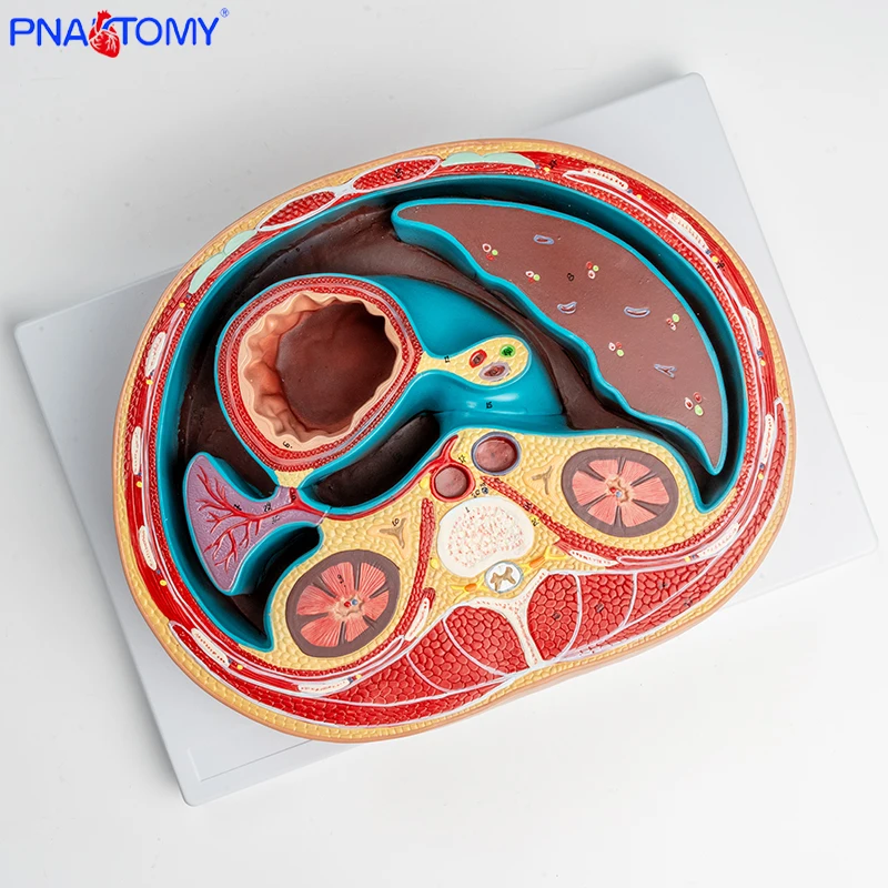 Schematic Cross Section Through Abdomen T12 Anatomical Model Stomach