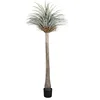 2.2M Dragon Blood Iron Tree