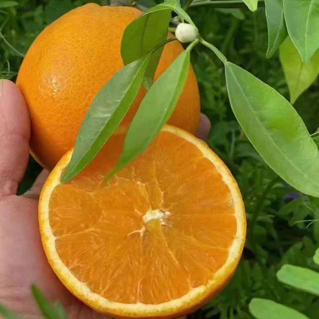 Fresh Citrus Sweet And Juicy Valencia Oranges And Navel Oranges Buy