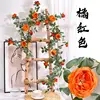 Vid de rosas grande de Austin - Naranja-Rojo