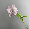 Pu abierto tulipán morado