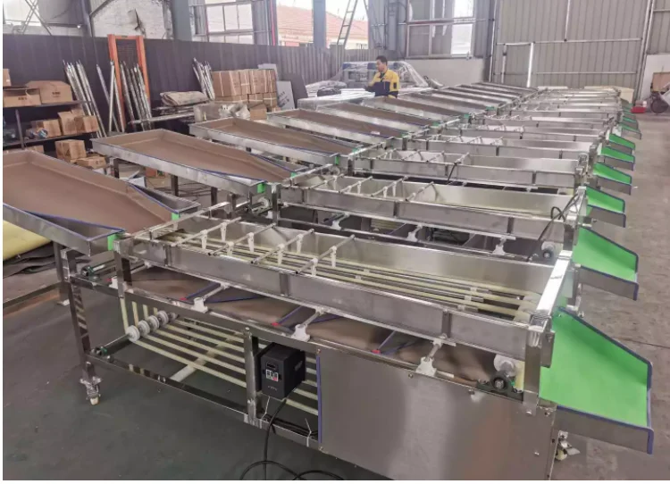 2024 Large Fruit Size Sorting Machine Orange  Cherry Fruit Track Grader Equipment Fruit and Vegetable Process Line