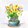 Narciso