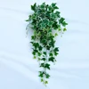 Patate douce blanche blanche verte