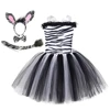 Black Zebra