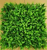 agave