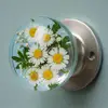 colorful White Daisy