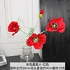 Icelandic poppy
