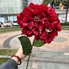 Grand hortensia français rouge à une seule tête