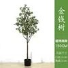 Albero di eucalipto 4