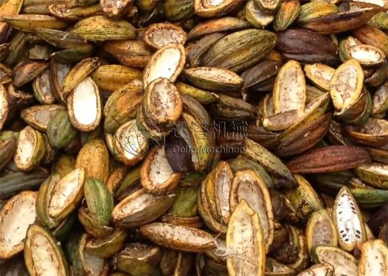 Fresh Cocoa Beans Dehuller Remover Extractor Harvester From Green Cocoa Pod Separated From Shells