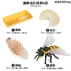 KZ 4-Piece Honey Bee Life Cycle Set
