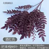 Bundle of sophora leaves wine red