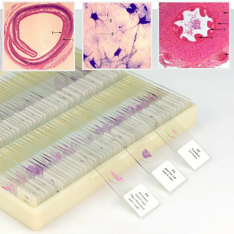 Prepared Microscope Slides Box with Blood Specimen