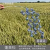 Phlox subulata azul neblina