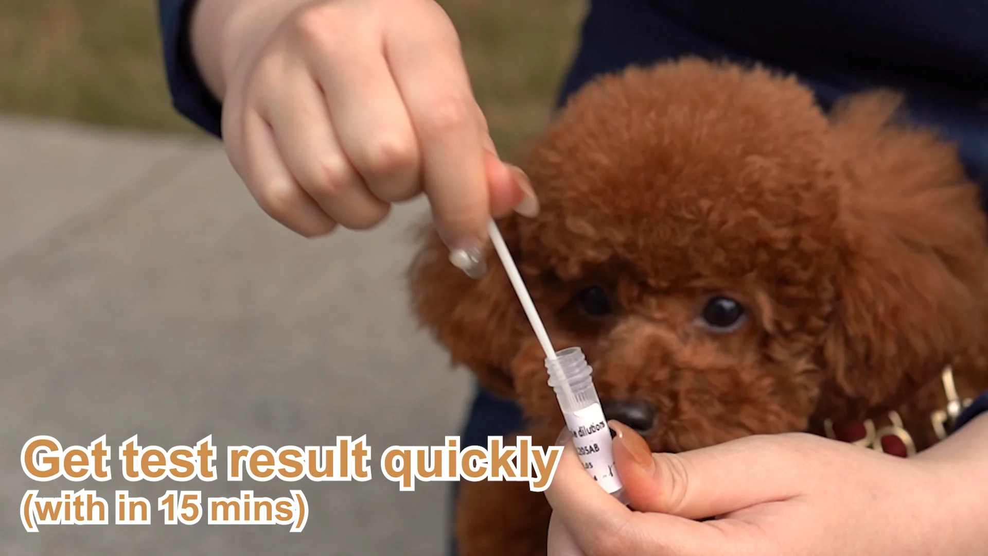 Parvovirus/distemperment/giardia Test Kit Cdvcpv Gia Ag Test Kit Cpv And Cdv Dog Test Kits