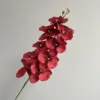 Phalaenopsis-Red