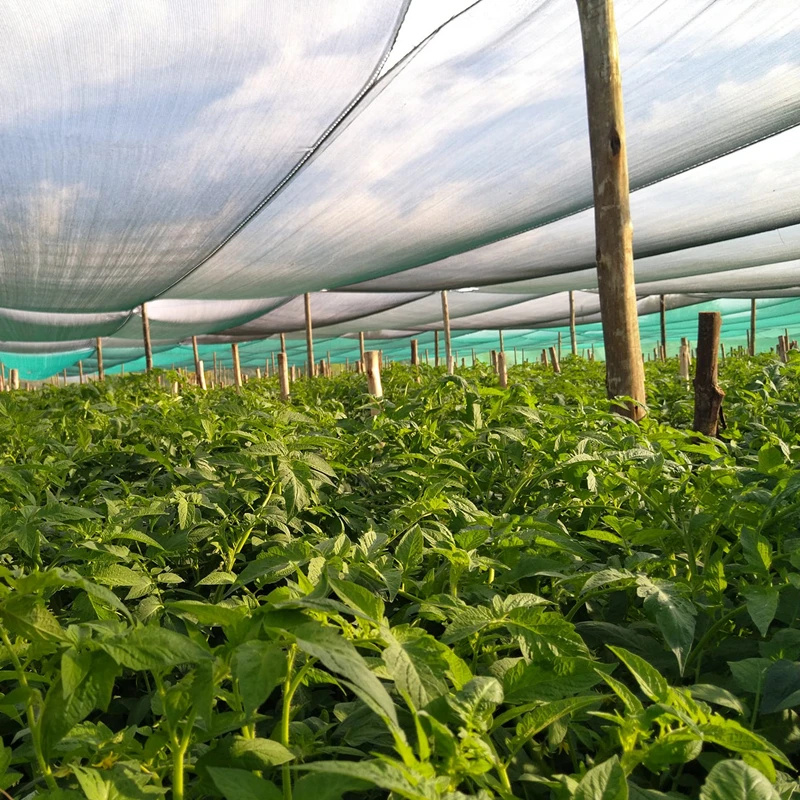 Dark Green Greenhouse Shading Net 35% 50% 75% 90% Uv-treated Hdpe Shade Net for Agriculture H2b007689697c4e8ca7a1078dc3f9f0517
