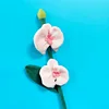 Phalaenopsis rosa