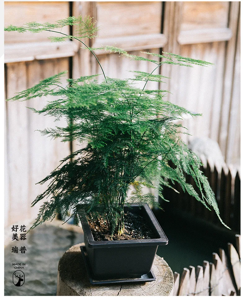 mini bonsai ficus Ficus Ginseng Bonsai main image 0